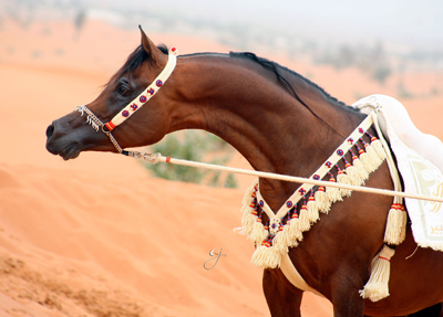 Alzeer Al Rayyan