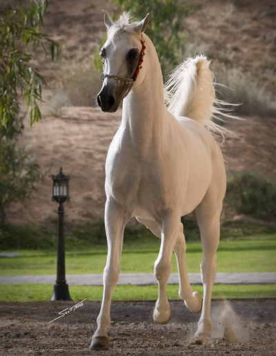 Mahna Al Zobair
